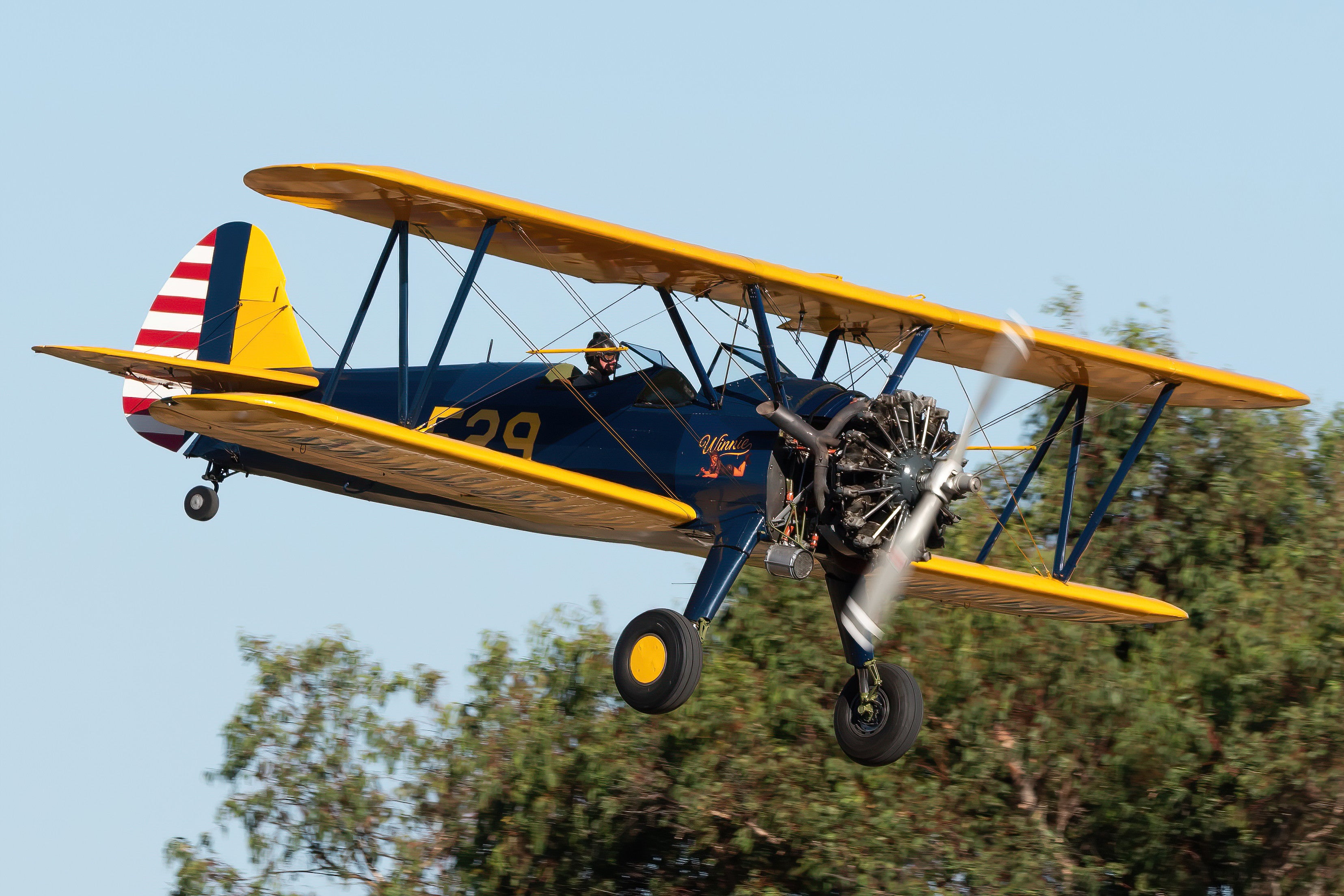 Vintage yellow and blue Boeing-Stearman biplane flying at a low altitude over trees in Bunbury.